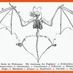Fledermaus: Skelett - Quagga Illustrations Fuer Skelett Säugetiere Arbeitsblatt