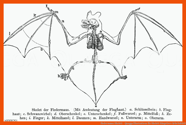 Fledermaus: Skelett - Quagga Illustrations für skelett säugetiere arbeitsblatt