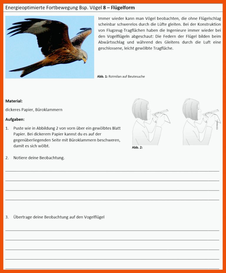 FlÃ¼gel für warum können vögel fliegen arbeitsblatt