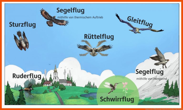 Flugarten der VÃ¶gel | Biologie | SchuBu für arbeitsblatt vögel klasse 6