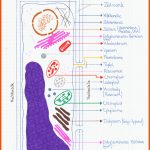 Folge 002 - Die Pflanzenzelle Und Ihre Bestandteile Fuer Menschliche Zelle Aufbau Arbeitsblatt