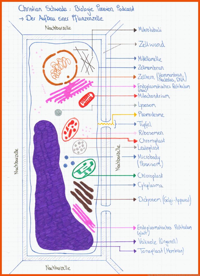 Folge 002 - Die Pflanzenzelle und ihre Bestandteile für menschliche zelle aufbau arbeitsblatt