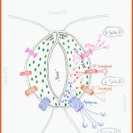 Folge 009 - SpaltÃ¶ffnungen (stomata) Funktion Von SpaltÃ¶ffnungen Fuer Aufbau Eines Laubblattes Arbeitsblatt