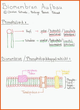 Biomembran Aufbau Arbeitsblatt