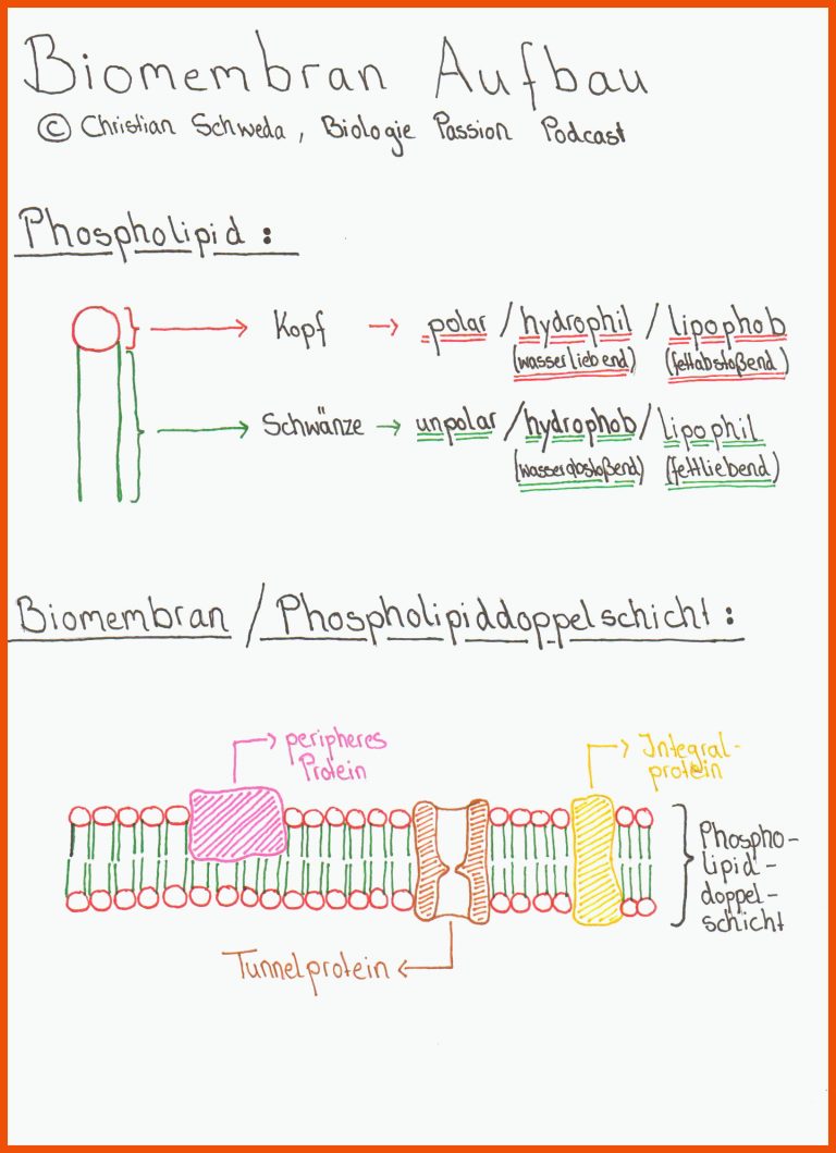 Folge 010 - Biomembran Aufbau | FlÃ¼ssig Mosaik Modell für biomembran aufbau arbeitsblatt