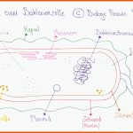 Folge 019 - Prokaryotische Und Eukaryotische Zellen Im Vergleich Fuer Procyte Und Eucyte Im Vergleich Arbeitsblatt