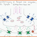 Folge 026 - ErregungsÃ¼bertragung An Synapsen Neurobiologie Teil 6 Fuer Erregungsübertragung An Der Synapse Arbeitsblatt