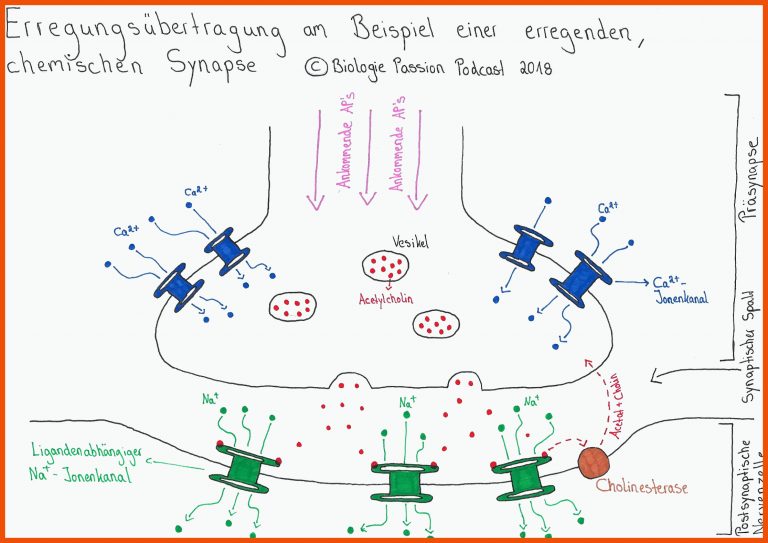 Folge 026 - ErregungsÃ¼bertragung an Synapsen | Neurobiologie Teil 6 für erregungsübertragung an der synapse arbeitsblatt
