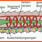 Forschungsfrage 2: Darf Man RegenwÃ¼rmer Durchschneiden? - Biologie ... Fuer Regenwurm Körperbau Arbeitsblatt