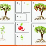 Fortpflanzung Bei Pflanzen Biologie Klassenarbeit Fuer Biologie Klasse 6 Pflanzen Arbeitsblätter Kostenlos