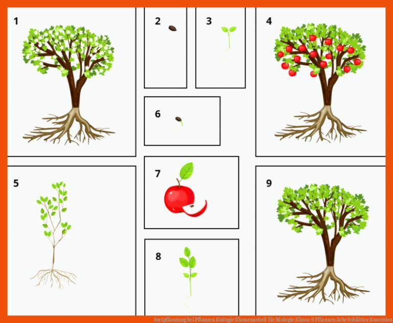 Fortpflanzung bei Pflanzen | Biologie Klassenarbeit für biologie klasse 6 pflanzen arbeitsblätter kostenlos