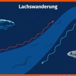 Fortpflanzung Von Fischen Einfach ErklÃ¤rt â» Inkl. Ãbungen Fuer fortpflanzung Und Entwicklung Der forelle Arbeitsblatt