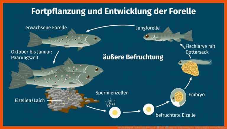 Fortpflanzung Von Fischen Einfach ErklÃ¤rt â» Inkl. Ãbungen Fuer fortpflanzung Und Entwicklung Der forelle Arbeitsblatt