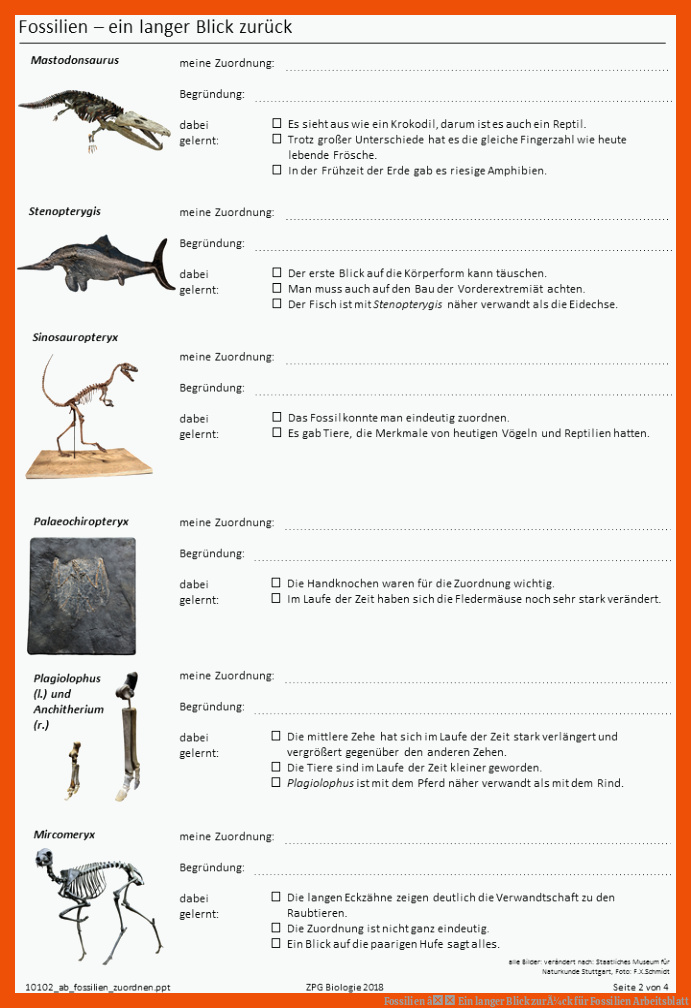 Fossilien â Ein langer Blick zurÃ¼ck für fossilien arbeitsblatt