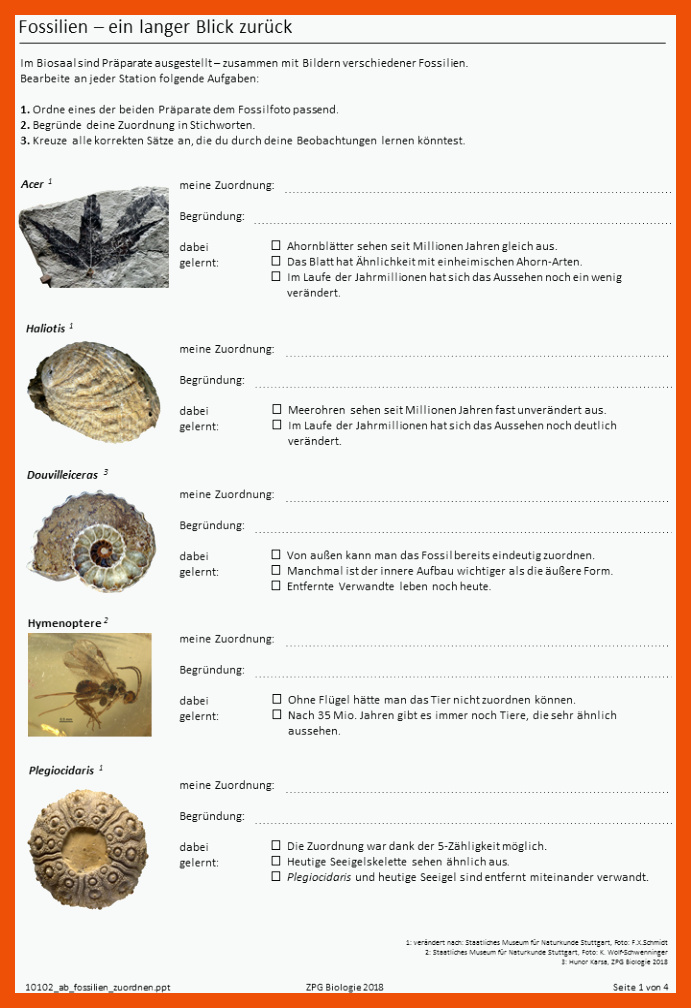 Fossilien â Ein langer Blick zurÃ¼ck für fossilien arbeitsblatt