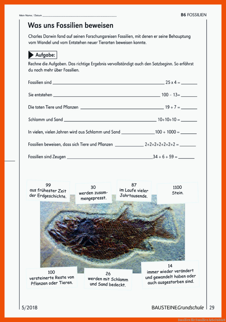 Fossilien für fossilien arbeitsblatt