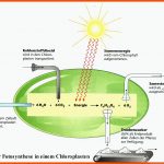 Fotosynthese Biologie, sonnenenergie, Wissen Fuer Dna Aufbau Arbeitsblatt Klett