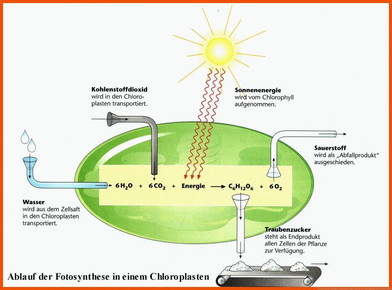 Fotosynthese | Biologie, Sonnenenergie, Wissen für dna aufbau arbeitsblatt klett