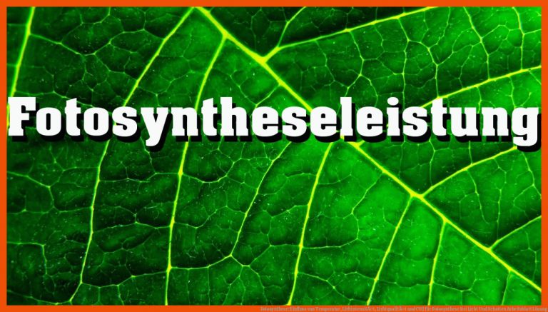 Fotosynthese: Einfluss von Temperatur, LichintensitÃ¤t, LichtqualitÃ¤t und CO2 für fotosynthese bei licht und schatten arbeitsblatt lösung