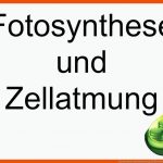 Fotosynthese Und Zellatmung ErklÃ¤rvideo sontak Blog Fuer Versuche Zur Fotosynthese Arbeitsblatt