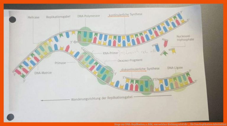Frage zur DNA-Replikation, s. Bild, von welcher Richtung wird die ... für dna replikation arbeitsblatt