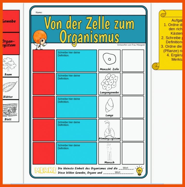 Frau Mangold (1e3dea7a2035566b55ac49d2e4f436) â Profil Pinterest Fuer Von Der Zelle Zum organismus Arbeitsblatt Lösungen