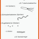 Freies Biologie-lehrbuch FÃ¼r SchÃ¼ler Und Studenten Fuer Bakterienformen Arbeitsblatt