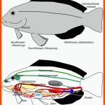 Freies Lehrbuch Biologie: 02.02 Fische Fuer Die Kiemenatmung Der Fische Arbeitsblatt Lösungen