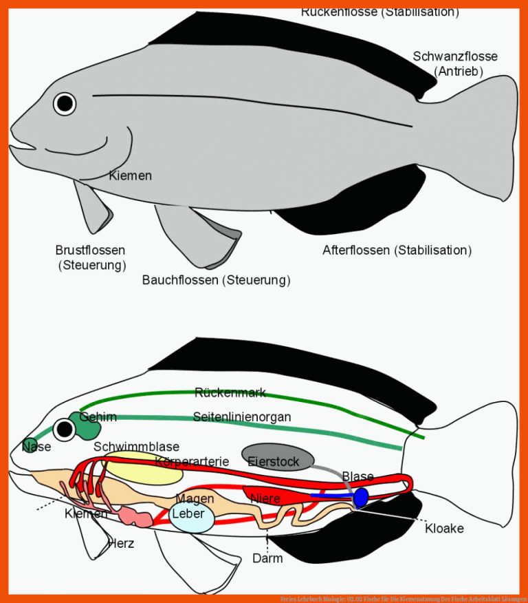 Freies Lehrbuch Biologie: 02.02 Fische für die kiemenatmung der fische arbeitsblatt lösungen