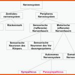 Freies Lehrbuch Biologie: 05.03 Das Vegetative Nervensystem Und Stress Fuer Das Vegetative Nervensystem Arbeitsblatt