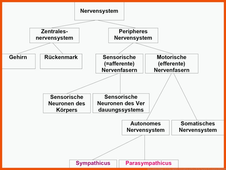 Freies Lehrbuch Biologie: 05.03 Das vegetative Nervensystem und Stress für das vegetative nervensystem arbeitsblatt