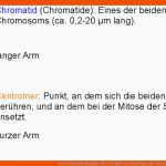 Freies Lehrbuch Biologie: 08.01 ZellulÃ¤re Grundlagen Der Vererbung Fuer Aufbau Eines Chromosoms Arbeitsblatt Lösungen