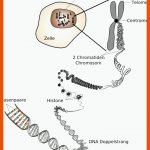 Freies Lehrbuch Biologie: 08.01 ZellulÃ¤re Grundlagen Der Vererbung Fuer Aufbau Eines Chromosoms Arbeitsblatt Lösungen
