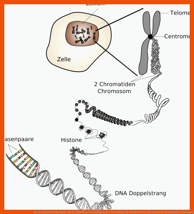 Freies Lehrbuch Biologie: 08.01 ZellulÃ¤re Grundlagen der Vererbung für aufbau eines chromosoms arbeitsblatt lösungen