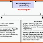 Freies Lehrbuch Biologie: 08.05 Geschlechtsorgane ... Fuer Primäre Und Sekundäre Geschlechtsmerkmale Arbeitsblatt