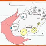 Freies Lehrbuch Biologie: 08.05 Geschlechtsorgane ... Fuer Spermien Auf Dem Weg Zur Eizelle Arbeitsblatt