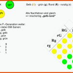 Freies Lehrbuch Biologie: 08.15 Klassische Genetik Ii Fuer Dihybrider Erbgang Arbeitsblatt