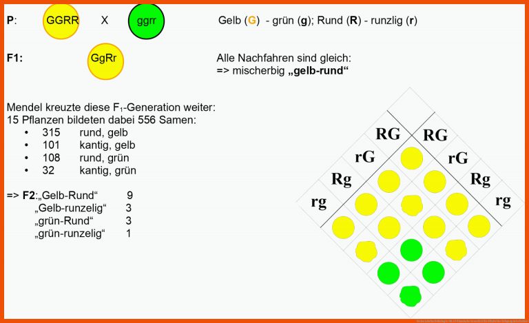 Freies Lehrbuch Biologie: 08.15 Klassische Genetik II für dihybrider erbgang arbeitsblatt