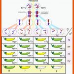 Freies Lehrbuch Biologie: 08.15 Klassische Genetik Ii Fuer Dihybrider Erbgang Arbeitsblatt