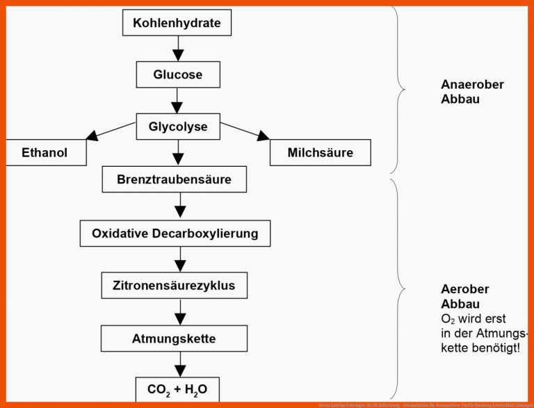 Freies Lehrbuch Biologie: 10.08 Zellatmung - Dissimilation Fuer Fotosynthese Und Zellatmung Arbeitsblatt Lösungen
