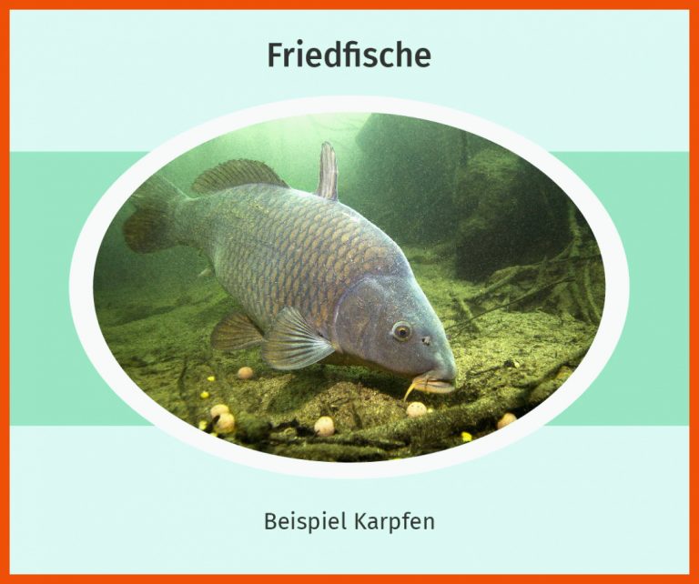 Friedfische und Raubfische erklÃ¤rt inkl. Ãbungen für friedfisch und raubfisch arbeitsblatt