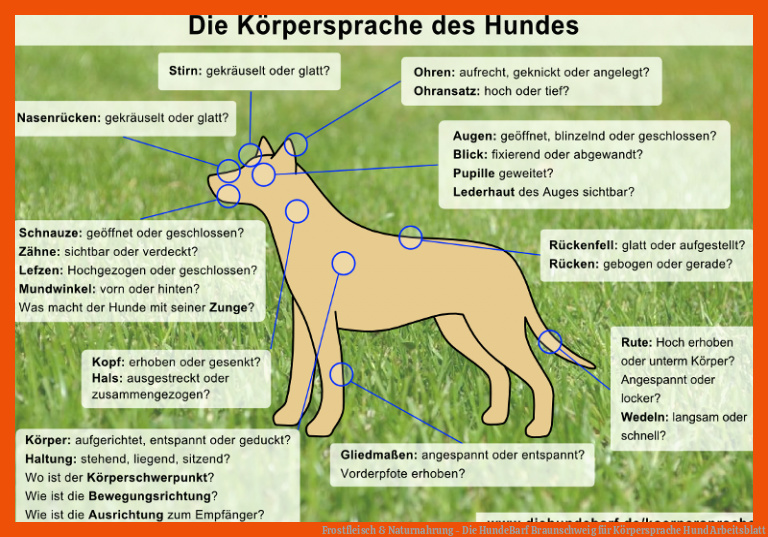 Frostfleisch & Naturnahrung - Die HundeBarf Braunschweig für körpersprache hund arbeitsblatt