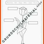FrÃ¼hblÃ¼her Beschriften - Einfache ArbeitsblÃ¤tter FÃ¼r Grundschule Fuer Blütenaufbau Arbeitsblatt