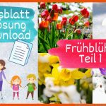FrÃ¼hblÃ¼her Teil 4 Von 5 - Das Tulpenjahr, Sachunterricht ... Fuer Aufbau Blumenzwiebel Arbeitsblatt