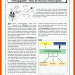 FrÃ¼hlingsgefÃ¼hle â Wenn Die Hormone VerrÃ¼ckt Spielen ... - - Ein ... Fuer Hormone Arbeitsblatt