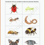 FrÃ¼hlingspaket Klasse 1â2 Lernbiene Verlag Fuer Arbeitsblatt Insekten Klasse 6