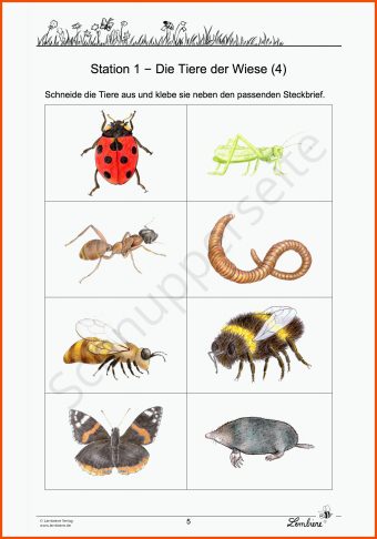 Arbeitsblatt Insekten Klasse 6