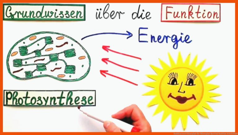 Funktion vom Chloroplast für chloroplast bau und funktion arbeitsblatt