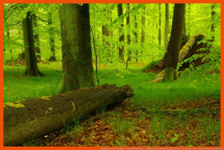 Funktionen des Waldes - Waldfunktionen - Ãkosystemleistung Wald für der wald hat viele funktionen arbeitsblatt
