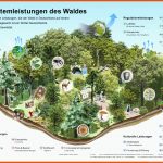 Funktionen Des Waldes - Waldfunktionen - Ãkosystemleistung Wald Fuer Funktionen Des Waldes Arbeitsblatt